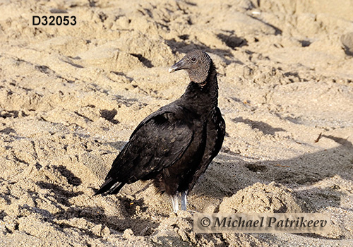 American Black Vulture (Coragyps atratus)